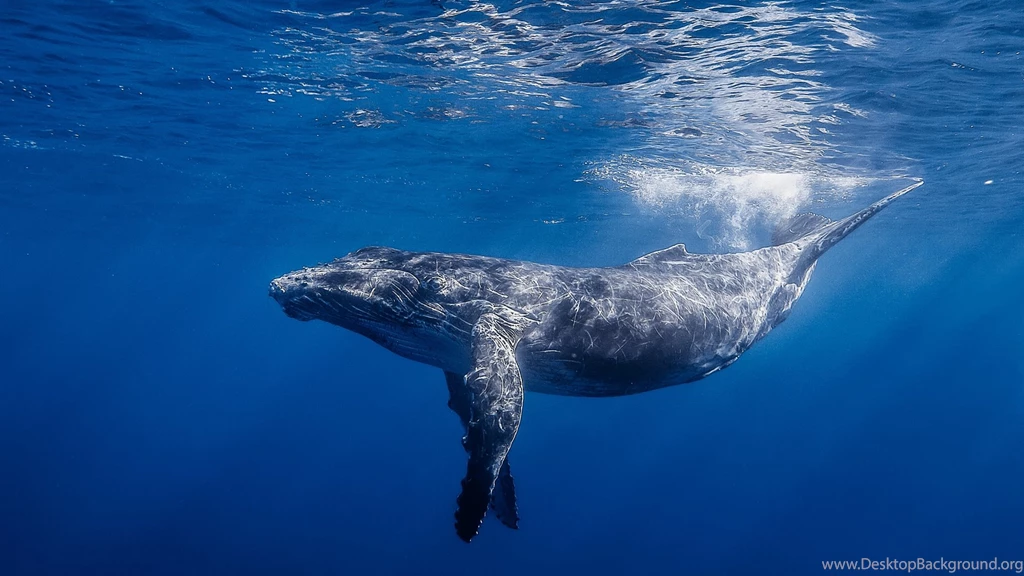 Download Wallpapers 1920x1080 Humpback Whale, Humpback Whale Long ...