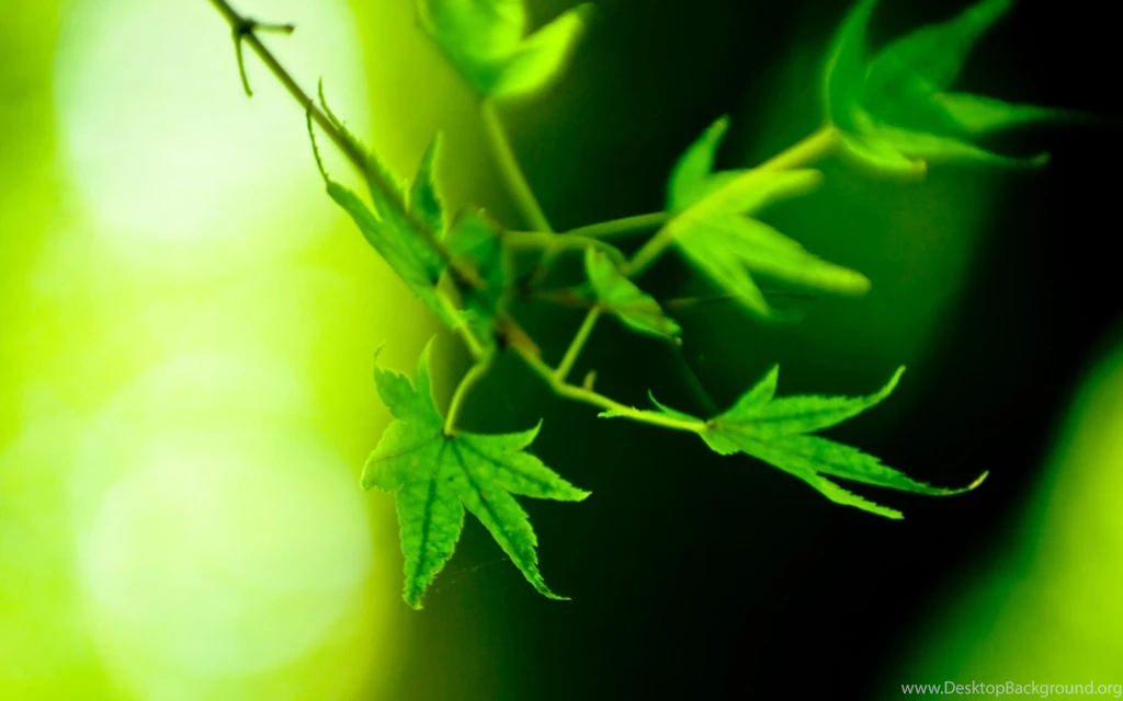 Beautiful Green Leaves Wallpapers Photos Of The Ease In Getting ...