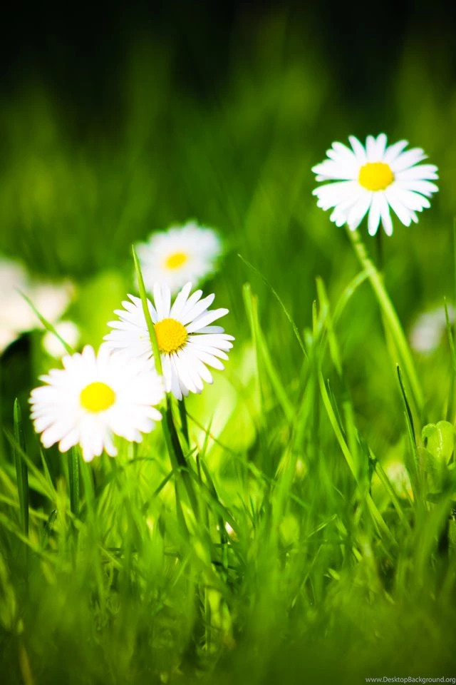 Top Wallpapers: Wallpapers For Iphone 3gs Download Free