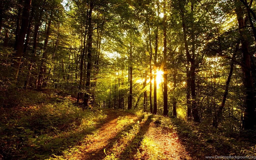 Forest Landscape Wallpapers