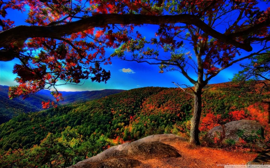 Autumn Forest Landscape HD Desktop Wallpapers : High Definition ...