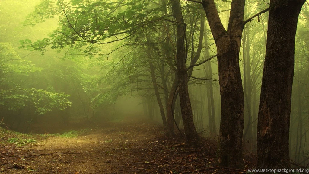 Forest Landscape 5 HD Wallpapers
