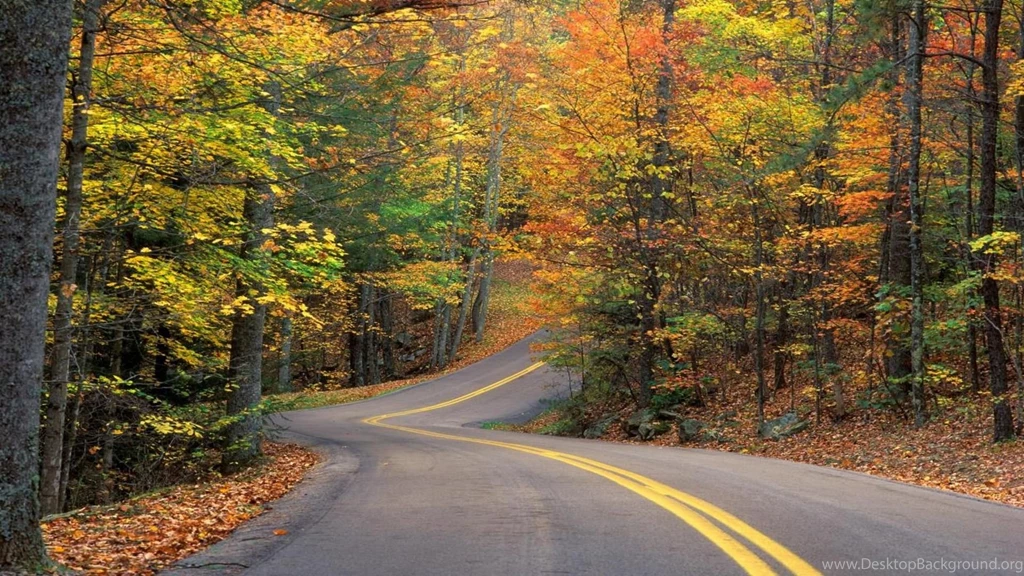 HD Road Forest Landscape