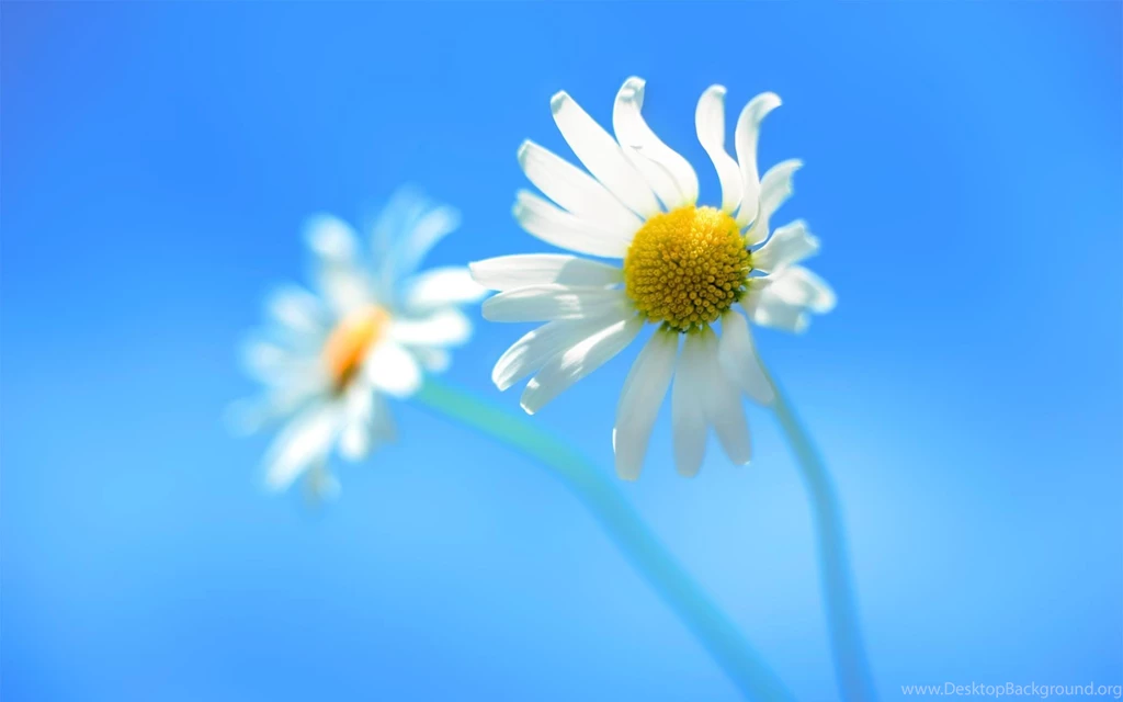 Nature, Flowers, Closeup, White Flowers, Windows 8 Wallpapers HD
