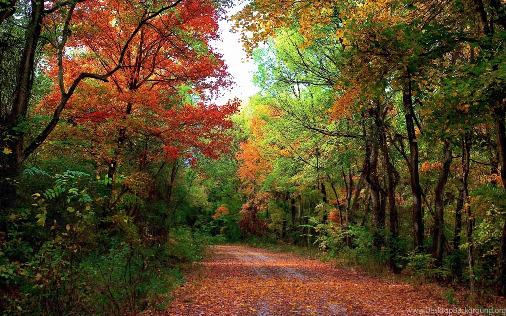 Autumn Forest Road Trees Landscape Wallpapers