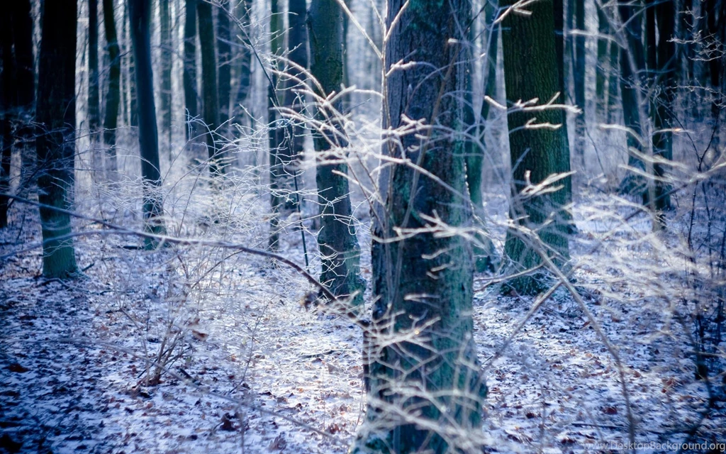 Forest Landscape   1426782