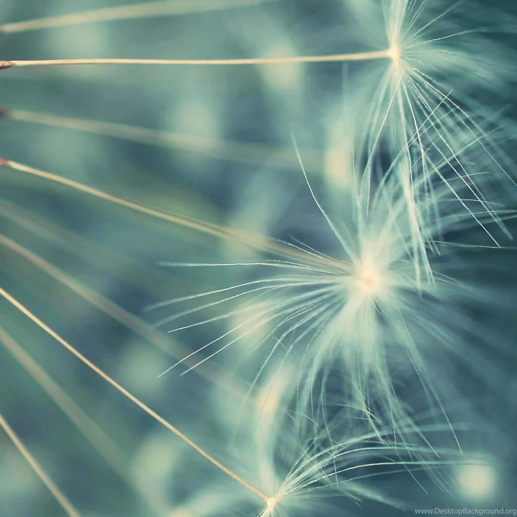 Japan Honshu Island iPad Air Wallpapers Download