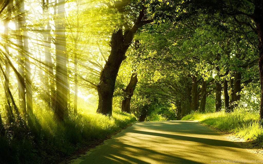 Summer Forest Sunshine Wallpapers