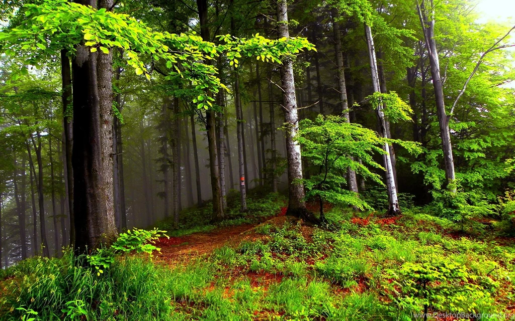 Summer Forest >> HD Wallpaper, Get It Now!