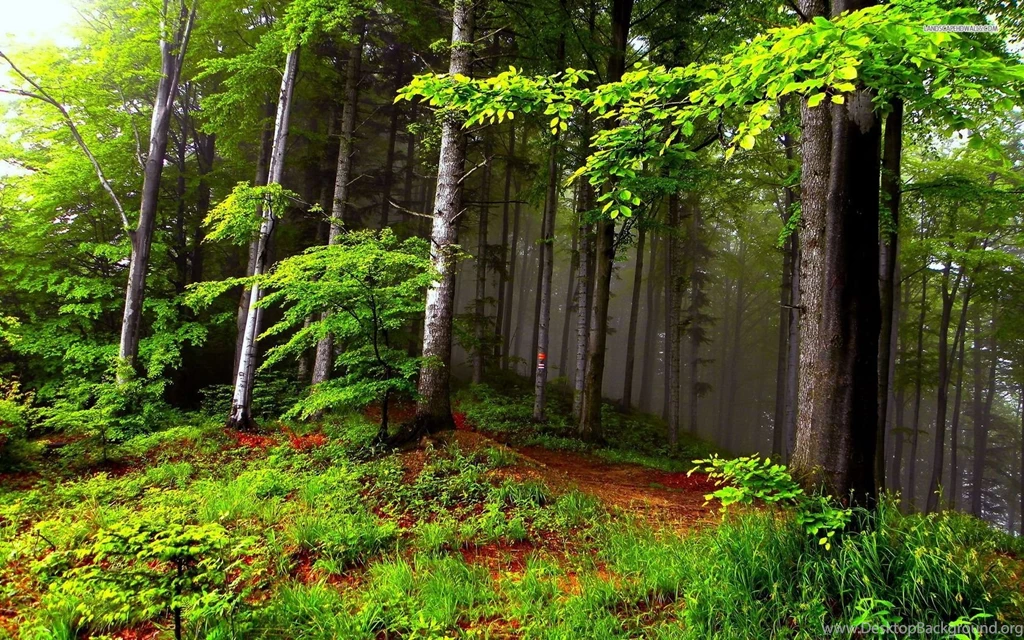 Summer Forest Wallpapers