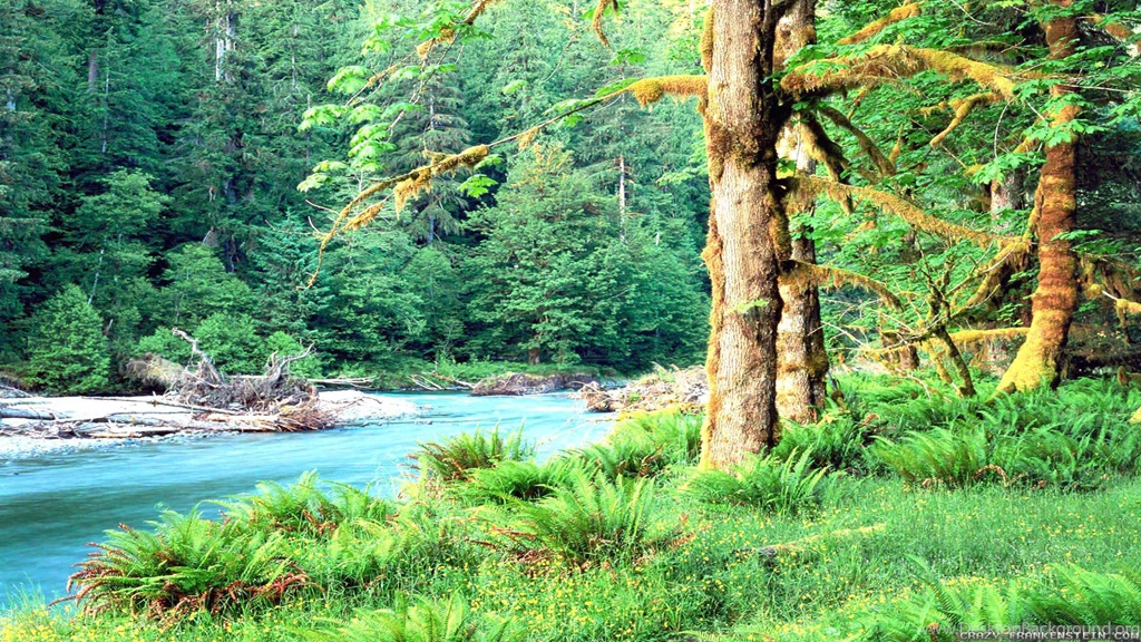 Summer Forest Wallpapers 3   Crazy Frankenstein