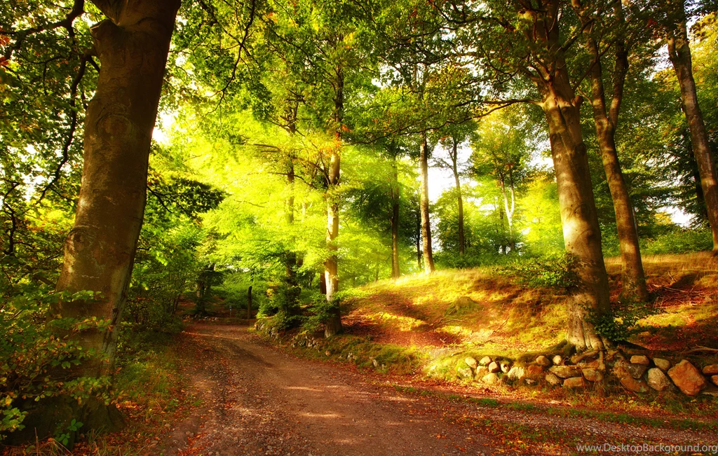 Summer Forest Wallpapers And Images Wallpapers, Pictures, Photos