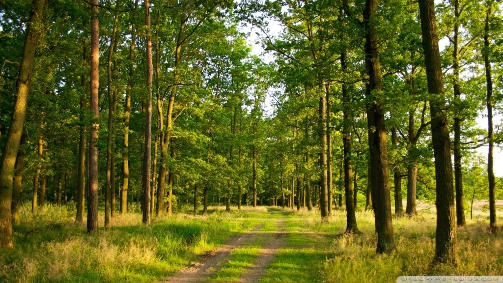 Summer Forest HD Desktop Wallpapers : High Definition : Fullscreen ...