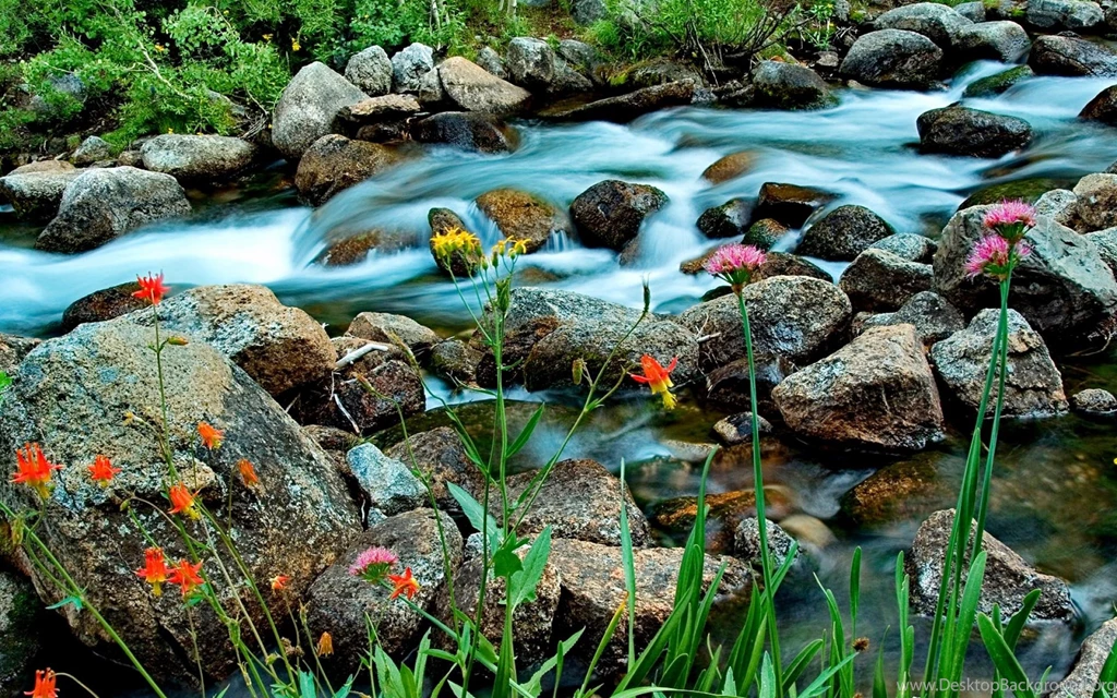 Summer Forest Wallpapers 5 Cool Hd Wallpapers   Hdnaturewall.com