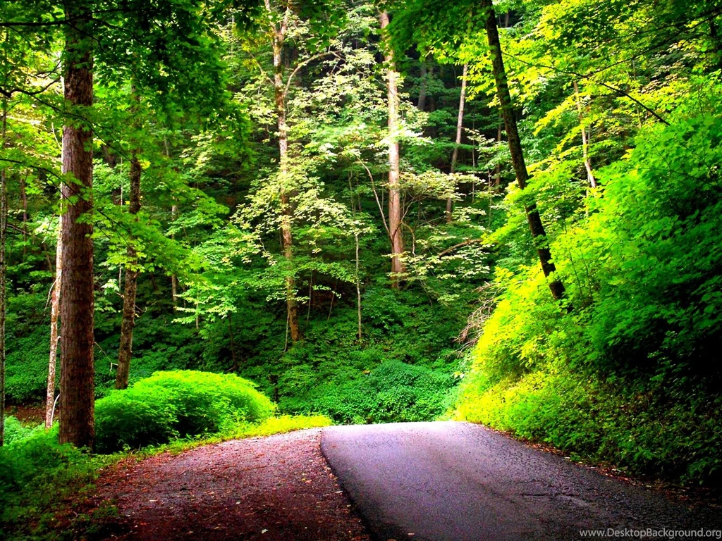 Summer Forest 1600 X 1200 Wallpapers