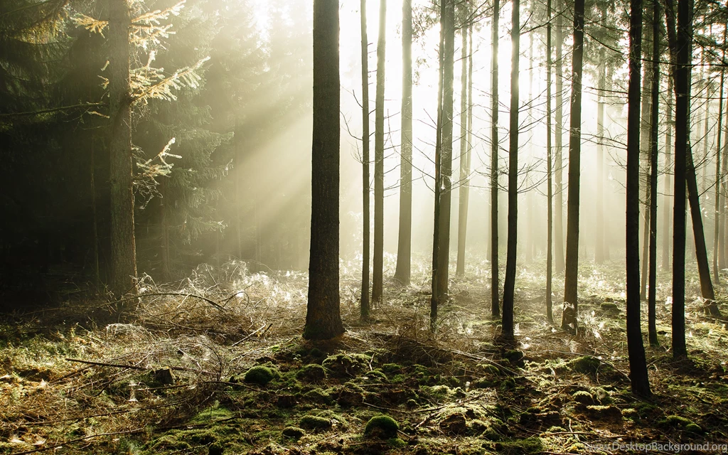 Fabulous Summer Forest Wallpapers And Images   Wallpapers ...