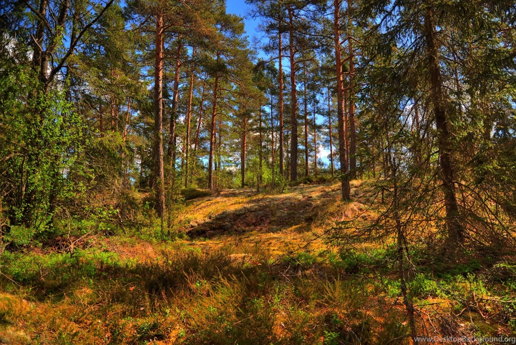 Pine Trees In A Summer Forest Wallpapers And Images   Wallpapers ...
