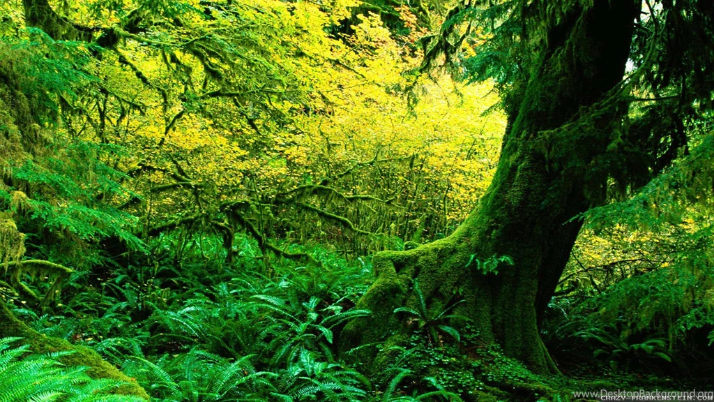 Forests Summer Forest Crazy Frankenstein Wallpapers New, HQ ...