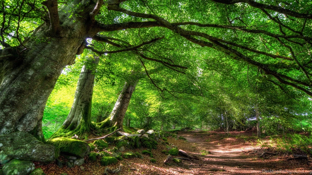 2560x1440 Forest Summer Wallpapers