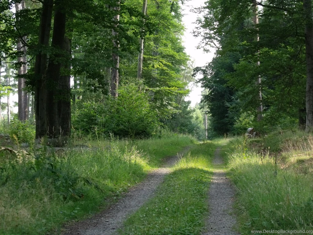 1600x1200 Summer Forest Desktop PC And Mac Wallpapers