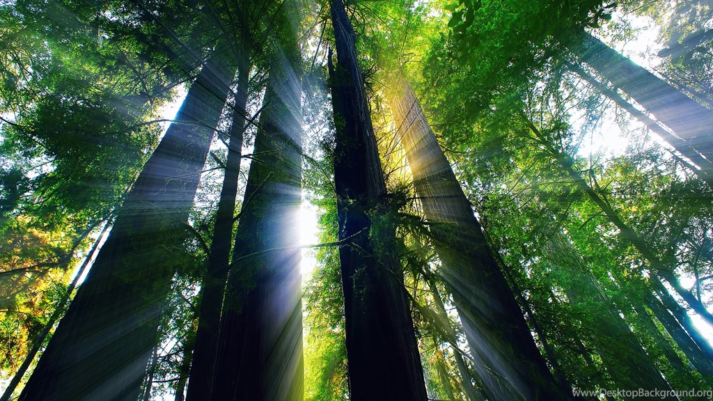 USA, California, Summer Forest, Trees, Sun Rays Wallpapers ...