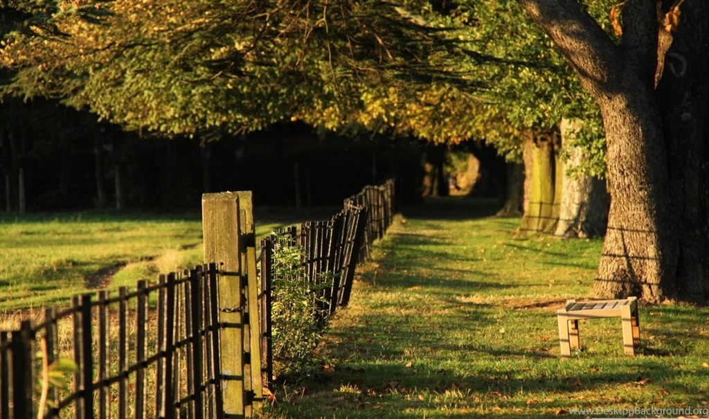 Summer Forest Path Wide Wallpapers   DreamLoveWallpapers