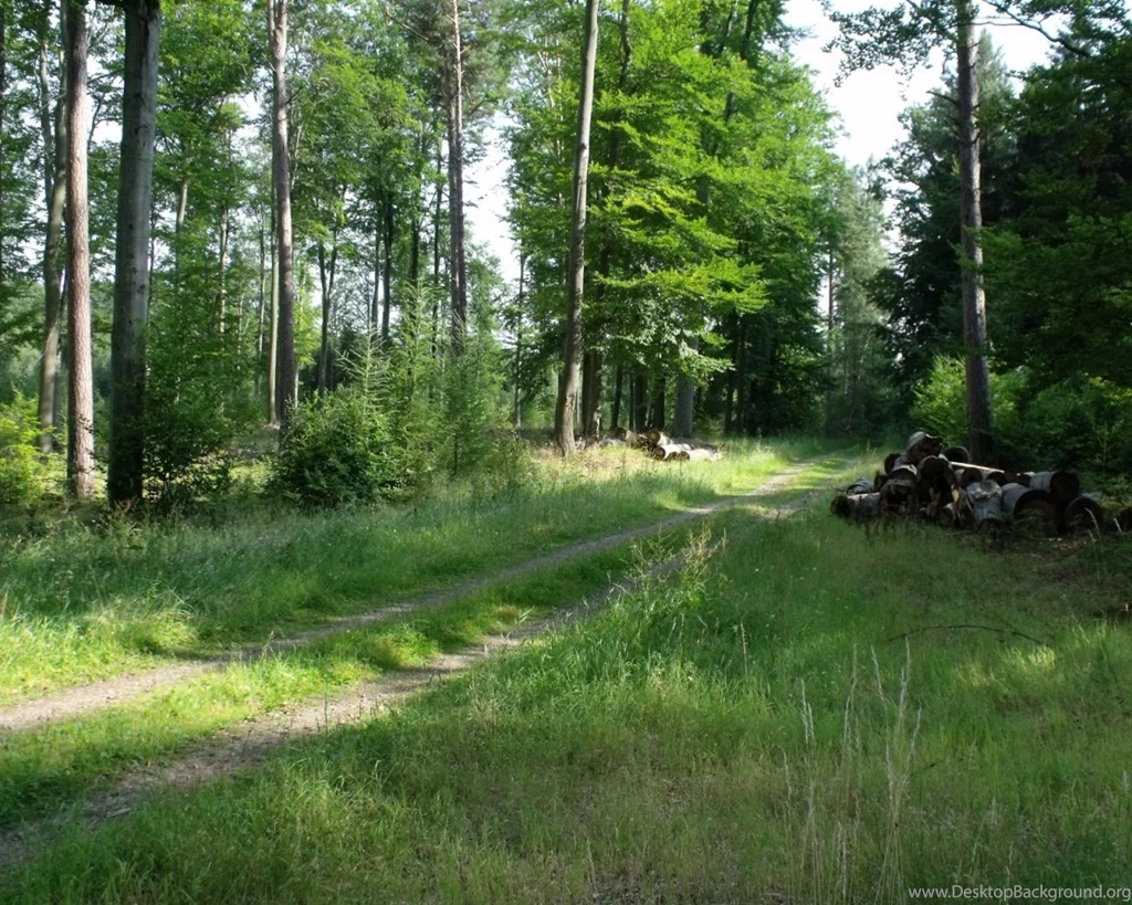 1280x1024 Summer Forest 4 Desktop PC And Mac Wallpapers