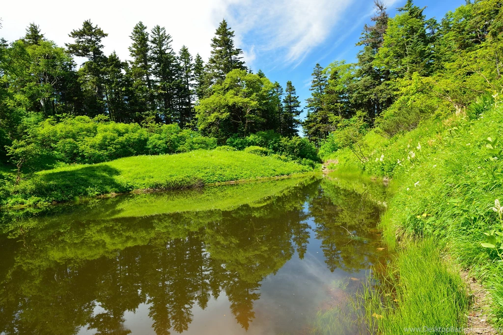 River In Summer Forest Wallpapers And Images   Wallpapers ...