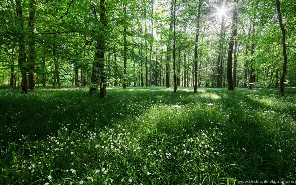 Summer Day In Forest / 1920 X 1200 / Forest, Nature / Photography ...