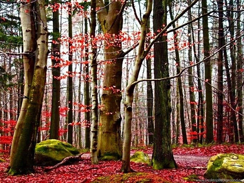 35 Magnificent Forest Wallpapers Creations For A Relaxing Break ...