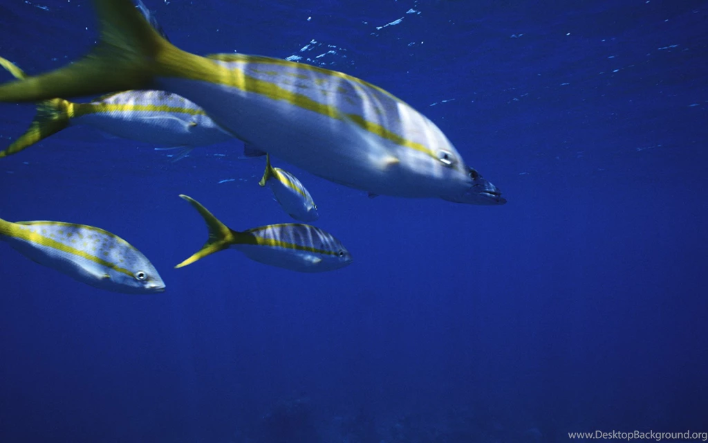 PHOTOGRAPHY WALLPAPER 1068