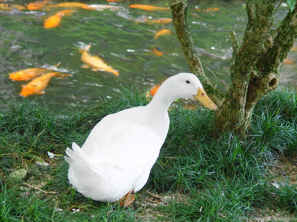 White Duck Wallpapers