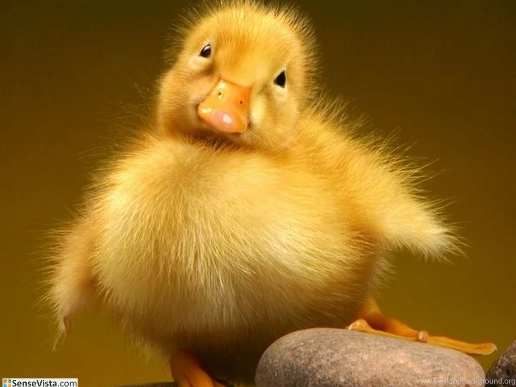 Jestingstock.com Cute Ducky Wallpapers