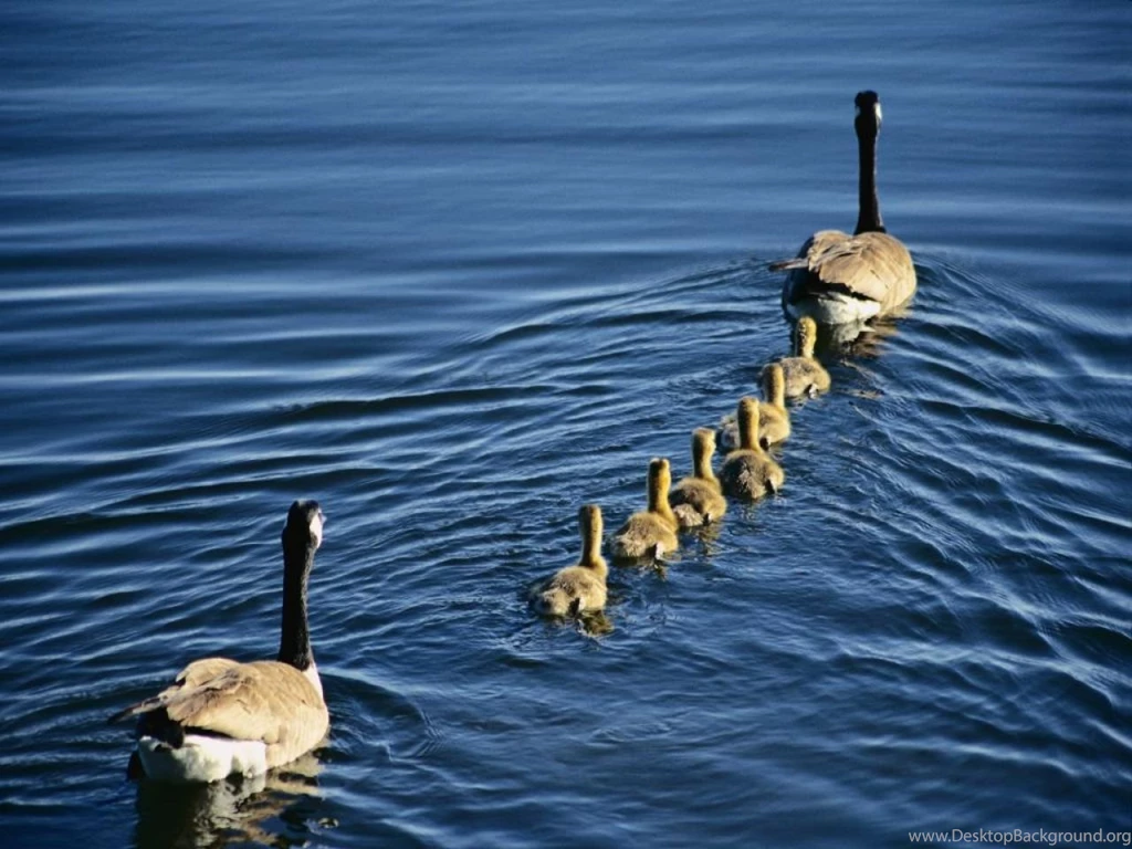 140524d1372148362 duck duck wallpaper .jpg