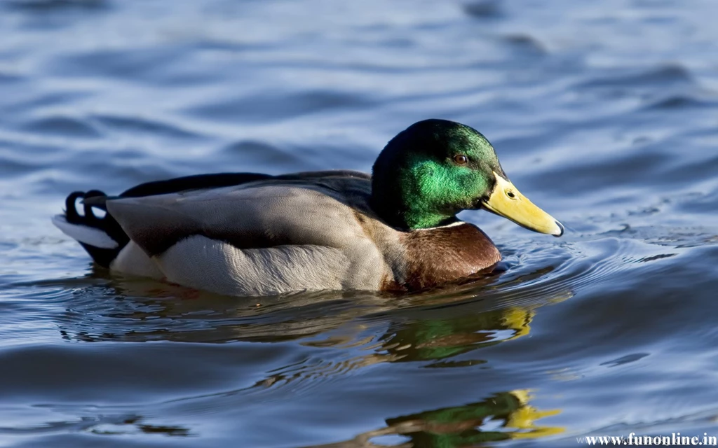 Duck Wallpapers, Download Free Mandarin And Mallard Ducks Wallpapers