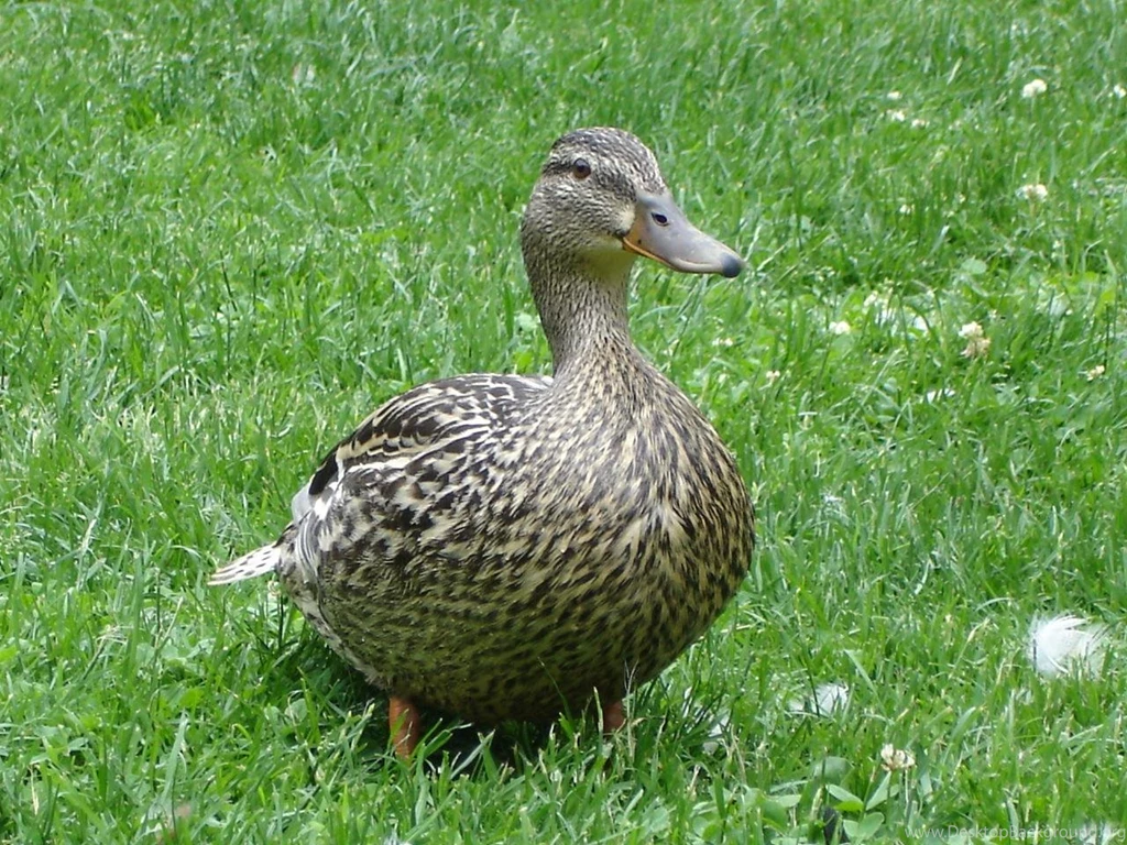 Duck Wallpapers. Images And Animals Duck Pictures (664)