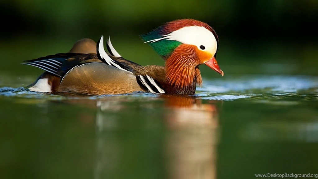 Mandarin Duck Pictures