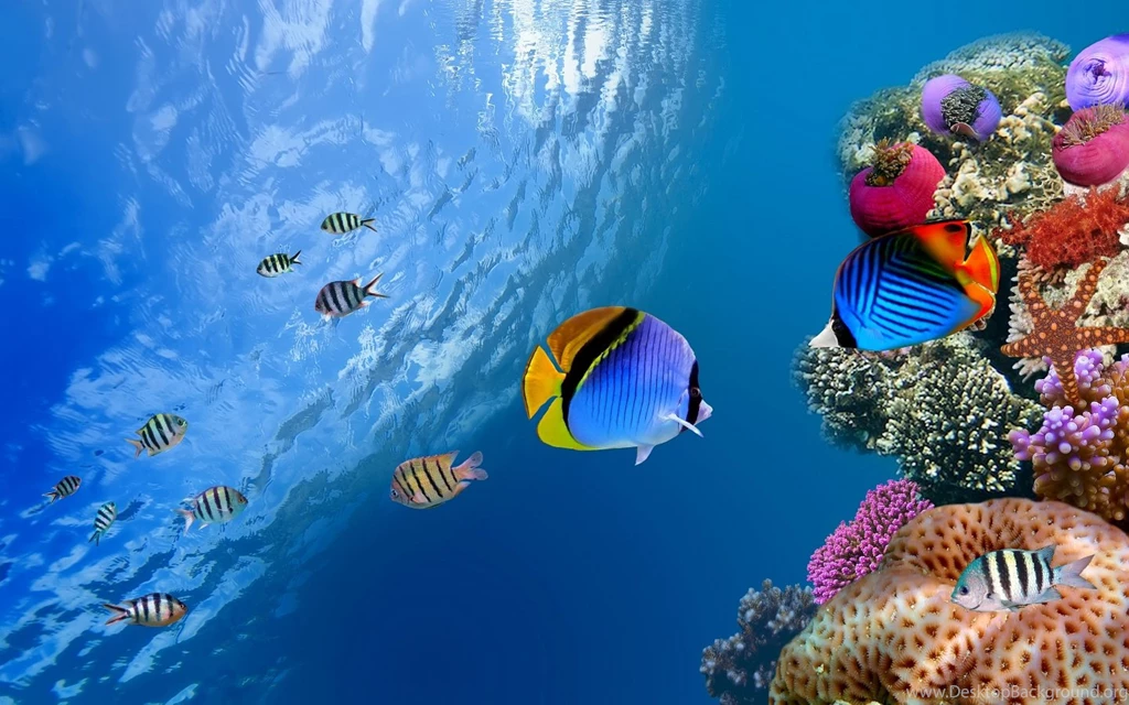 1440x900 Underwater Coral Fish Wallpapers