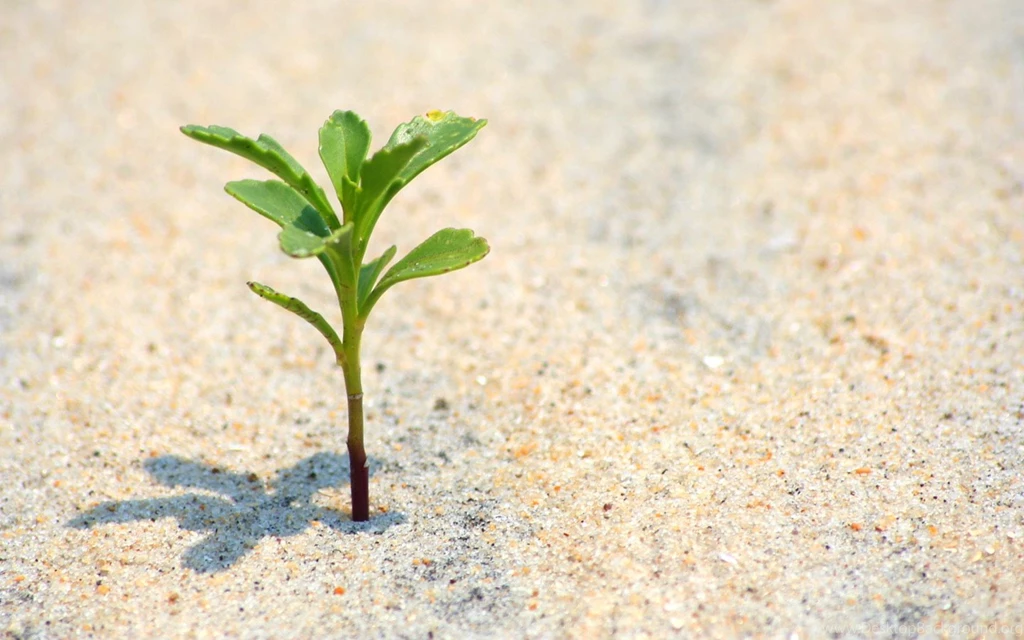 Close up Of Leaves Widescreen Leaves Wallpapers 1440x900 NO.11 ...