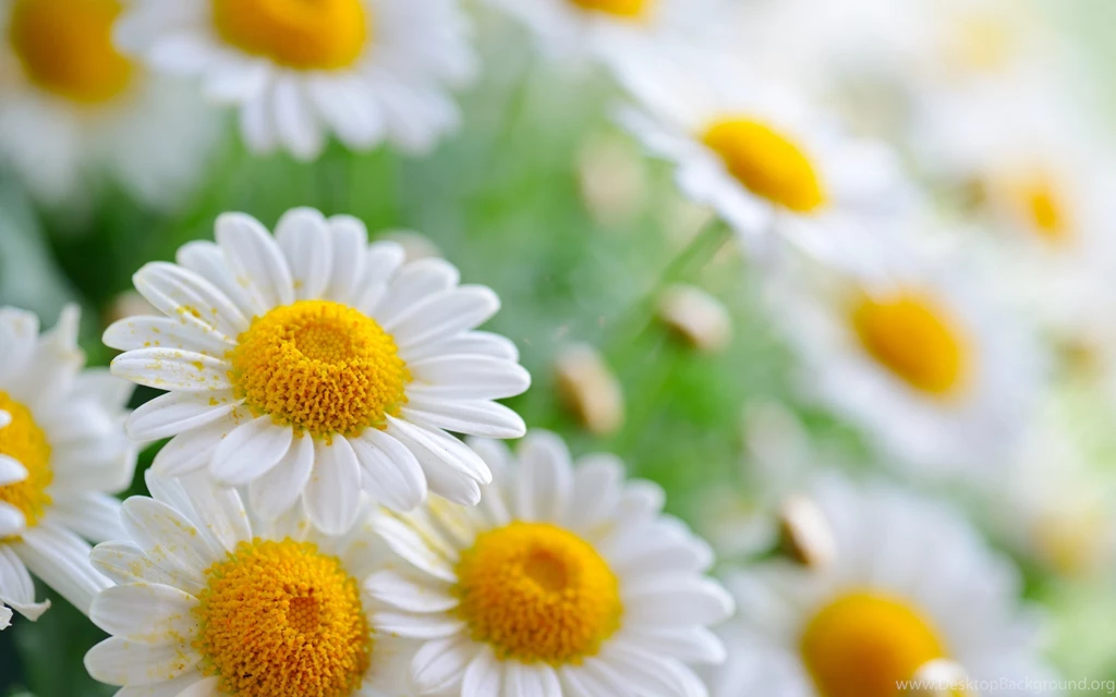 Beautiful Flowers Pictures Wallpapers