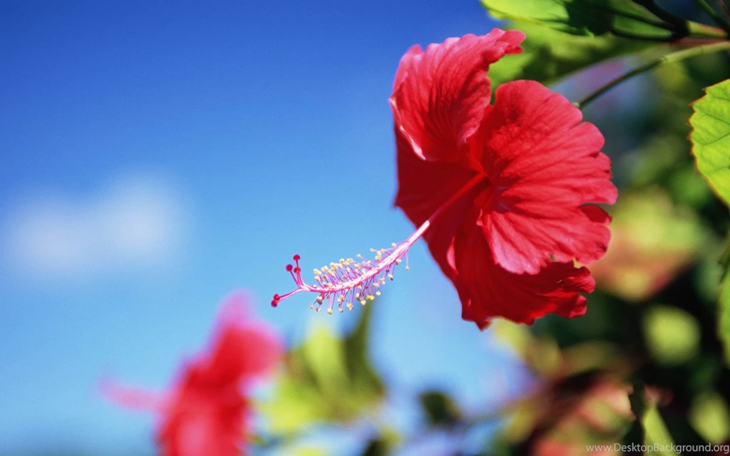 Widescreen Wallpapers For Flowers