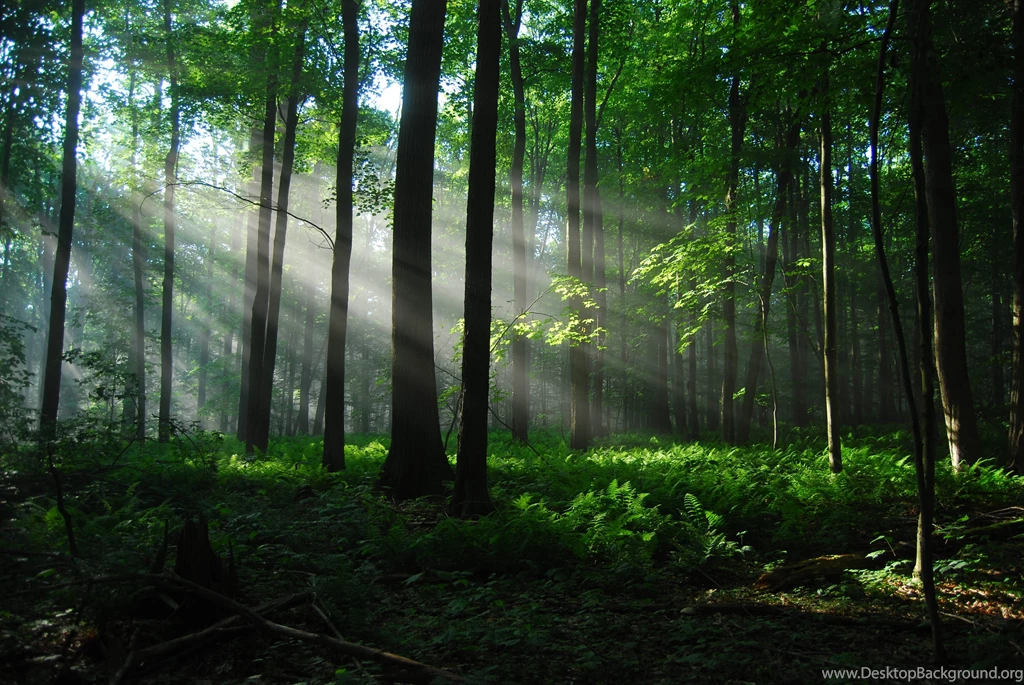 Sunrays In Forest Wallpapers 3872x2592   (