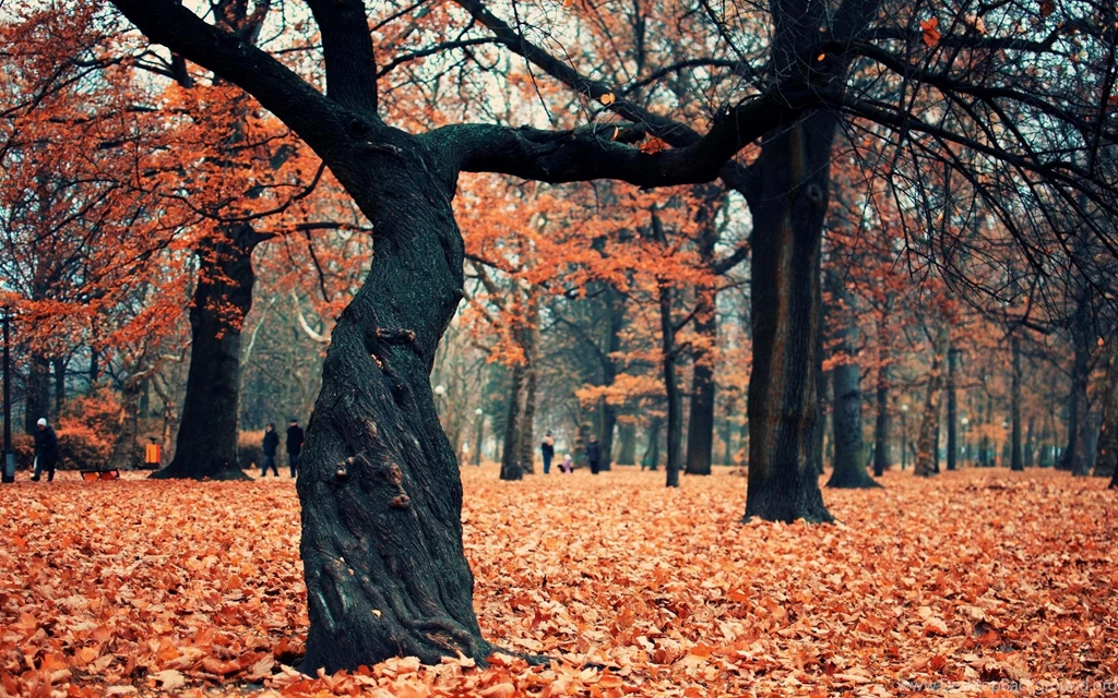 Trees Autumn Forest High Quality Picture >> HD Wallpaper, Get It Now!