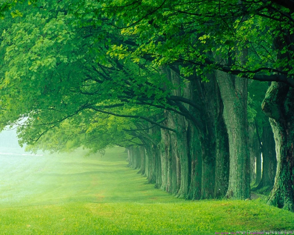 Forest Wallpapers High Quality HD Attachment 14653 HD Wallpapers Site