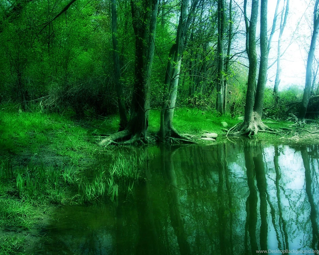 Forest Wallpapers And Backgrounds (High Definition)   All HD ...