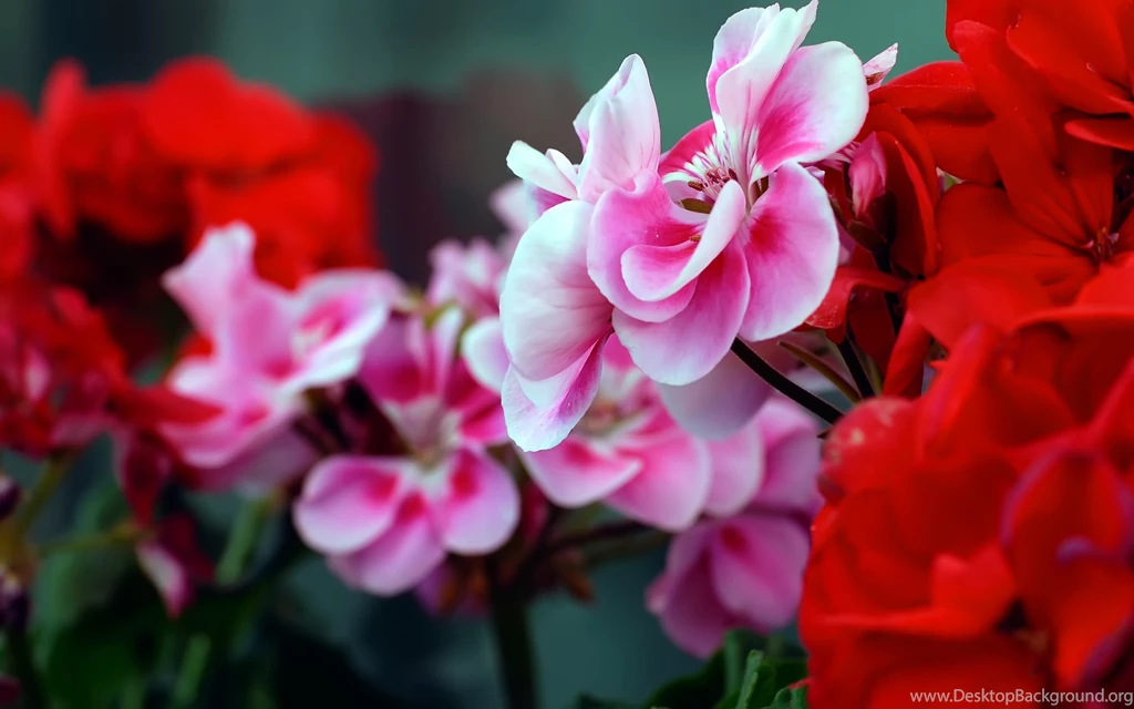 Red Flowers Wallpapers 230817