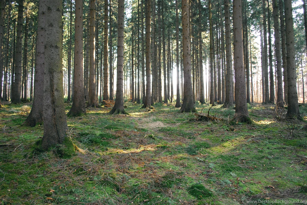 Forest High Resolution Wallpapers 14697   HD Wallpapers Site