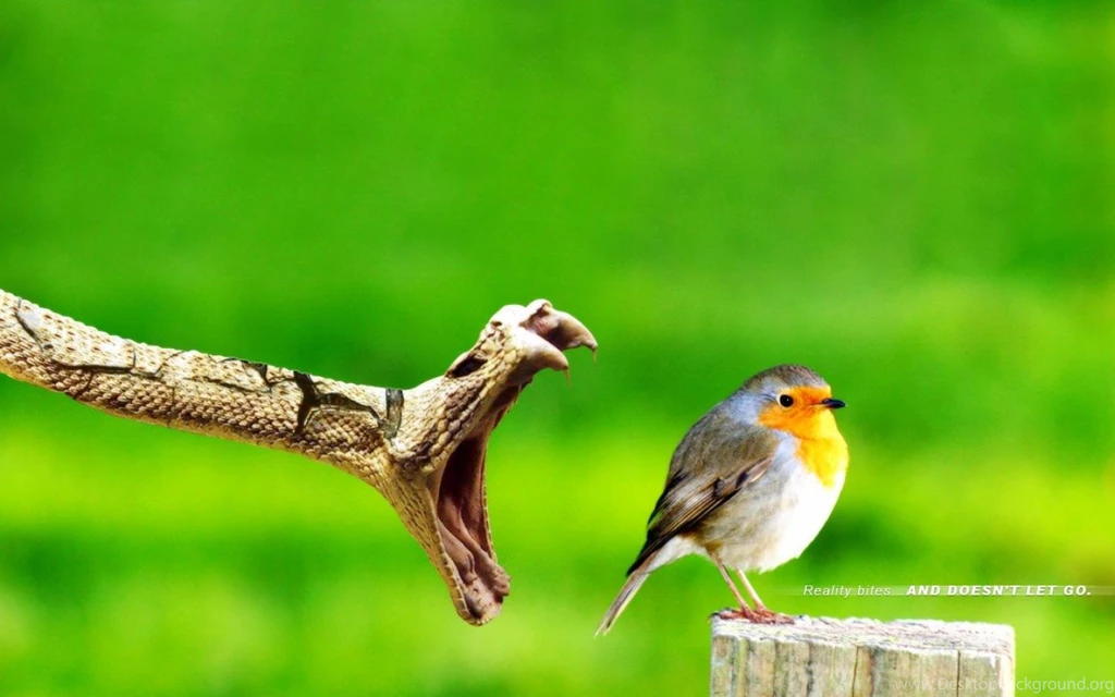 Green Birds Snakes Snake Bird High Quality Images Hd Wallpapers ...