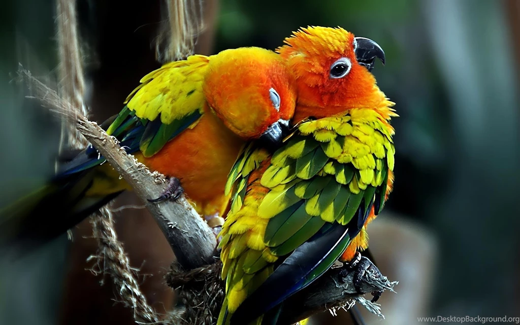Desktop bird parrot pictures.jpg
