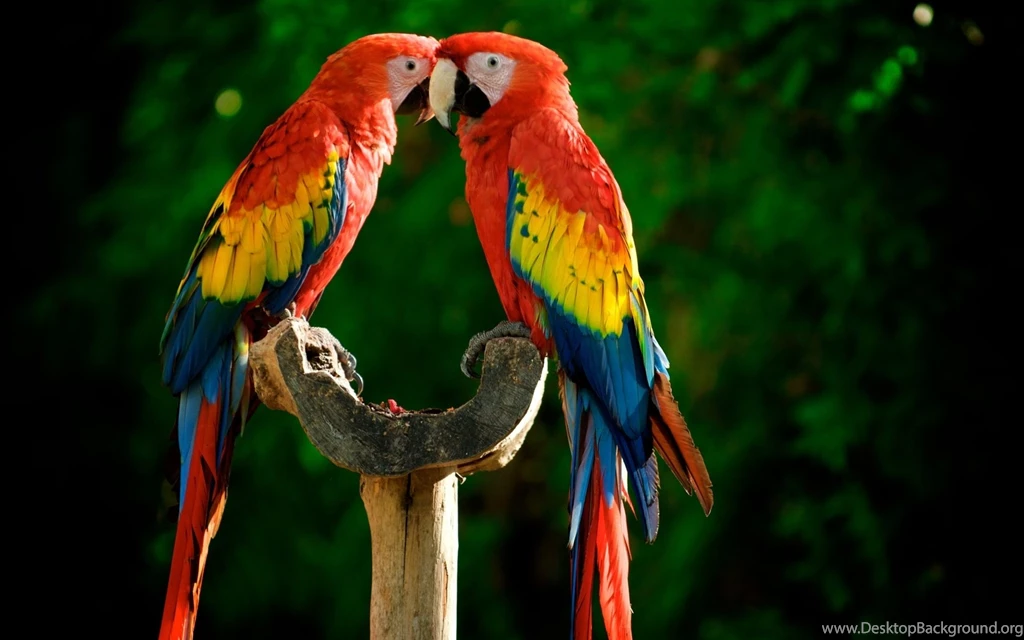 Parrots Wallpapers